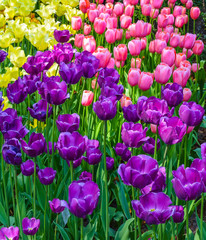 yellow, pink and purple tulips