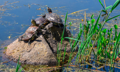 turtles