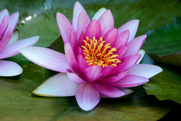 Pink water lily sitting on green pads.