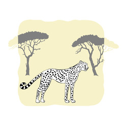 Cheetah between savannah trees .