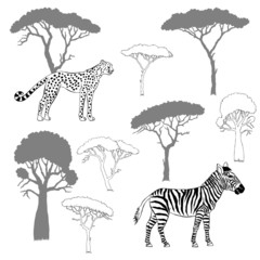 Cheetah, zebra and savanna trees