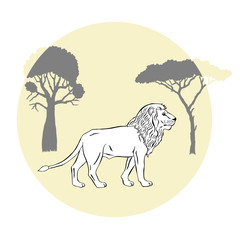  Lion between savanna trees 