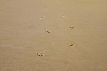 footprints in the sand of a beach