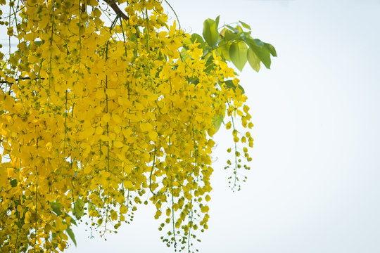 Beautiful yellow flower Golden shower (Cassia fistula) on tree
