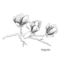 Magnolia.Sketches of  flowers 