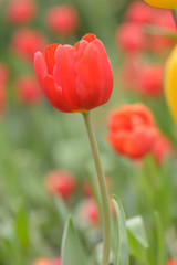 Beautiful bouquet of tulips, tulips in spring,colourful tulips.