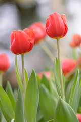 Obraz premium Beautiful bouquet of tulips, tulips in spring,colourful tulips.