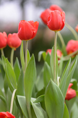 Beautiful bouquet of tulips, tulips in spring,colourful tulips.