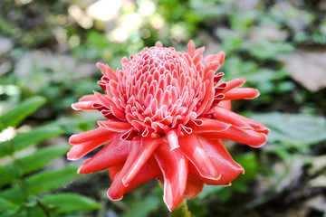 ginger flower