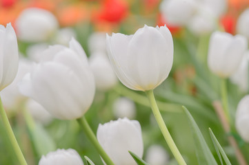 Beautiful bouquet of tulips, tulips in spring,colourful tulips.