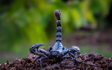 Faithful dangerous scorpions.