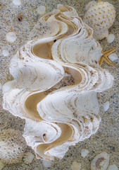 Giant clam