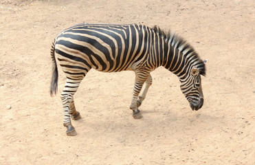 Fototapeta na wymiar zebra standing in park