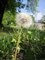 Dandelion in the Meadow