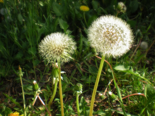 Dandelion in the Meadow