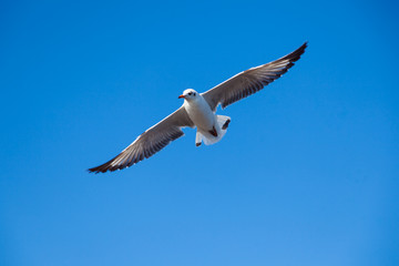 bird that was flying