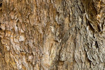 Wood bark texture