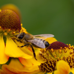 blume,,biene, frühling, sommer, blüte, bienen, honig