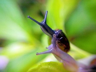 two snails on greenplants