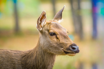 Male Deer looking something blur background ,Asia Thailand 