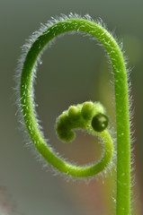 Pflanzenst&auml;ngel