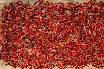 Spicy chillies pepper