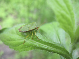 beetle green on a leaf green