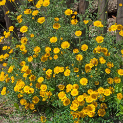 Färberkamille - Anthemis tinctoria