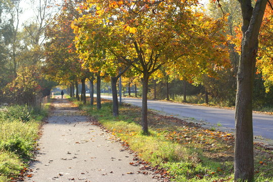 Redweg im Herbst