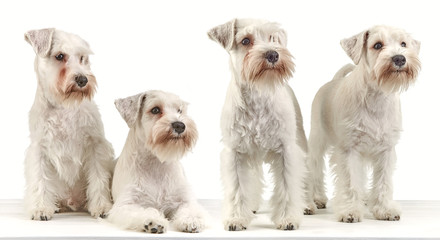 four miniature schnauzer puppies