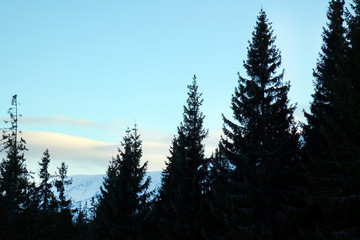 Blue sky over fir trees in wintertime