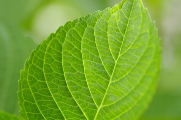 紫陽花の葉