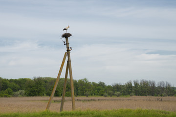 White stork standing in the nest.