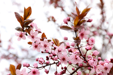 Blooming tree twigs with pink flowers in spring close up