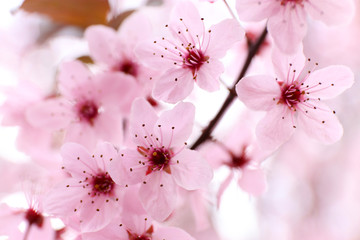Blooming tree twigs with pink flowers in spring close up