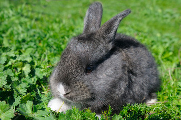 little rabbit on green grass background