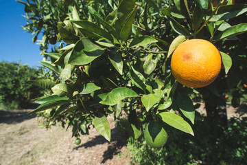 Oranges on a branch