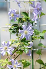 クレマチス　プリンス・チャールズ