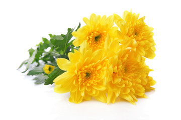 Beautiful bouquet of yellow chrysanthemum isolated on white