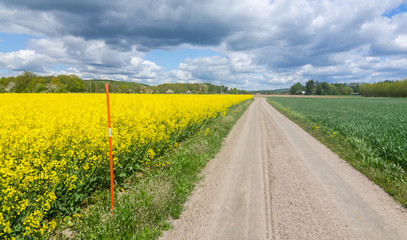 Swedish agricultural road with rape plants