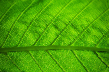 Close up of fresh green leaf with veins