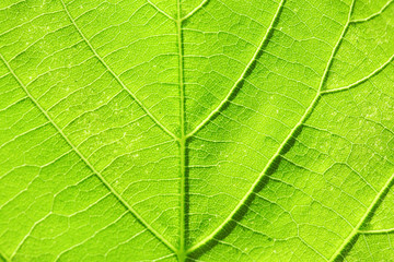 Fototapeta na wymiar Close up of fresh green leaf with veins
