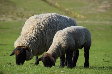 Schwarzköpfige Fleischschafe
