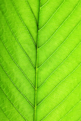 Fototapeta na wymiar Close up of fresh green leaf with veins