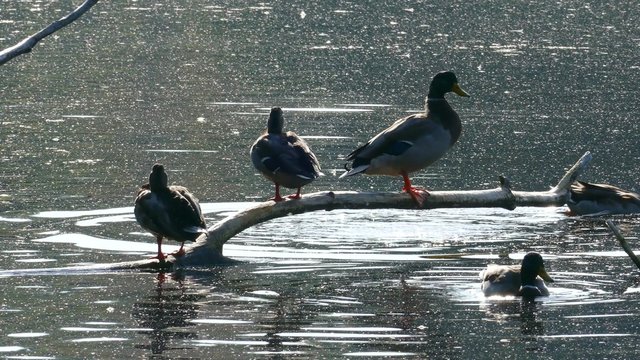 Alpha Male Duck Pushes Female Off Log then Struts His Stuff

