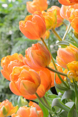 Beautiful bouquet of tulips, tulips in spring,colourful tulips.