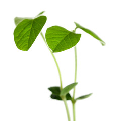 Fresh green sprout isolated on white