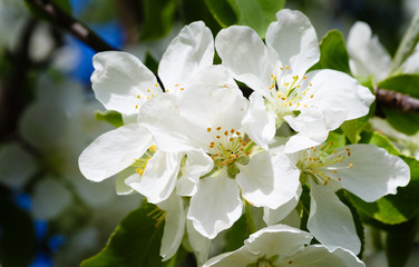 the blossoming apple-tree macro shooting