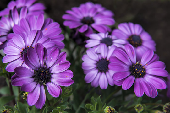 Fototapeta purple daisies