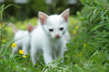 kitten in green grass